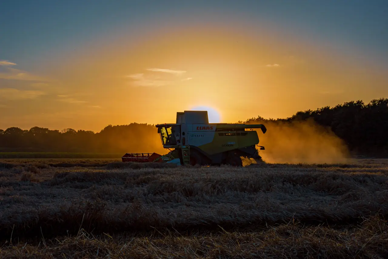 Combine harvester works a wheat field at sunset with dust rising behind it